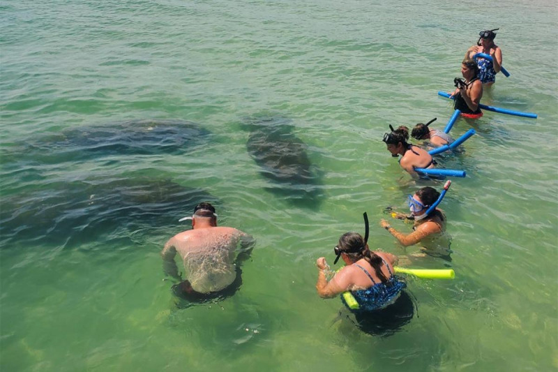 egmont key snorkel manatees