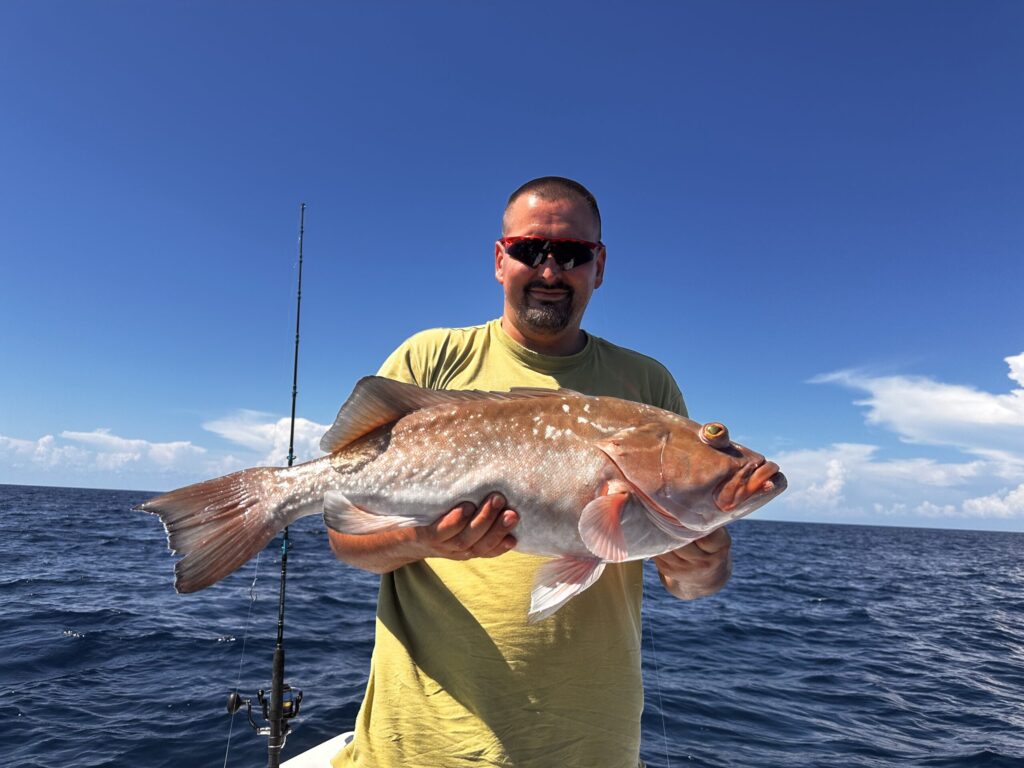 red grouper