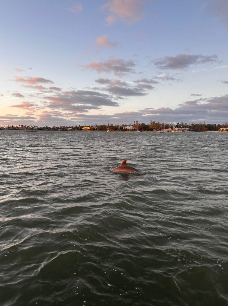 Dolphin tours anna maria island