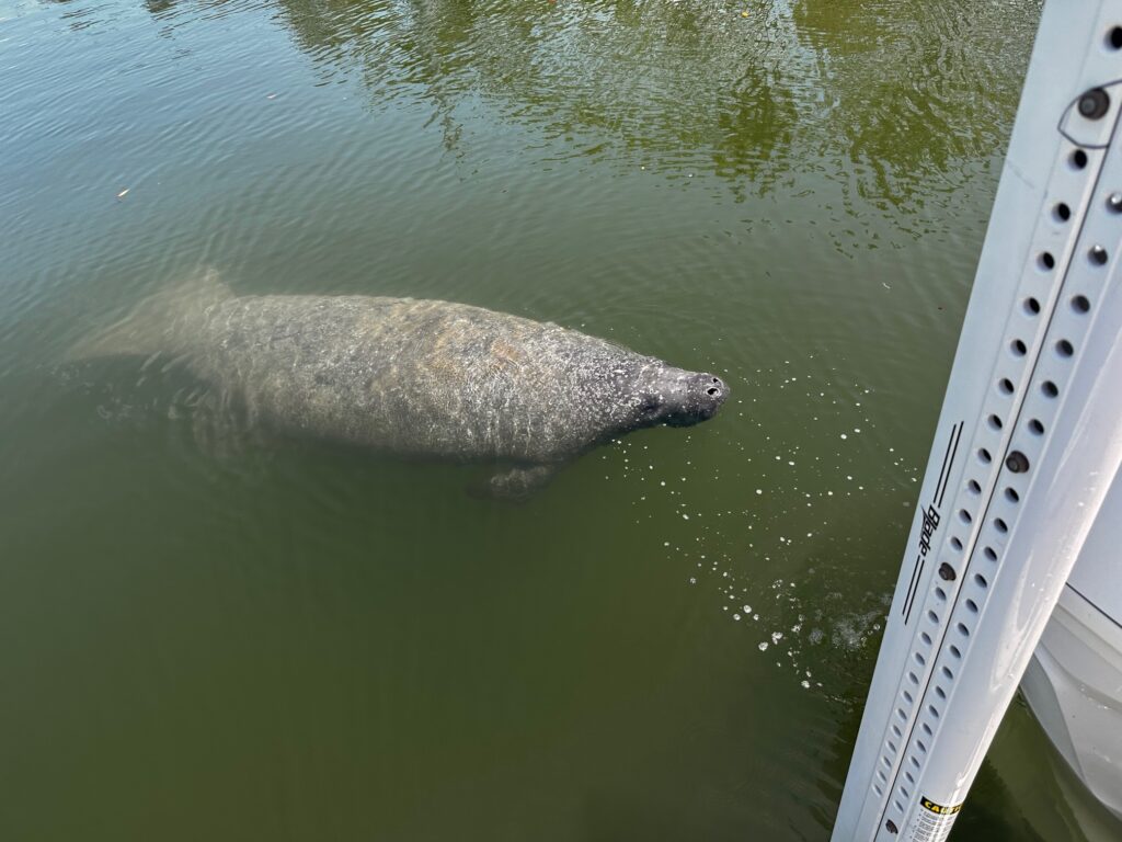 Manatee up close