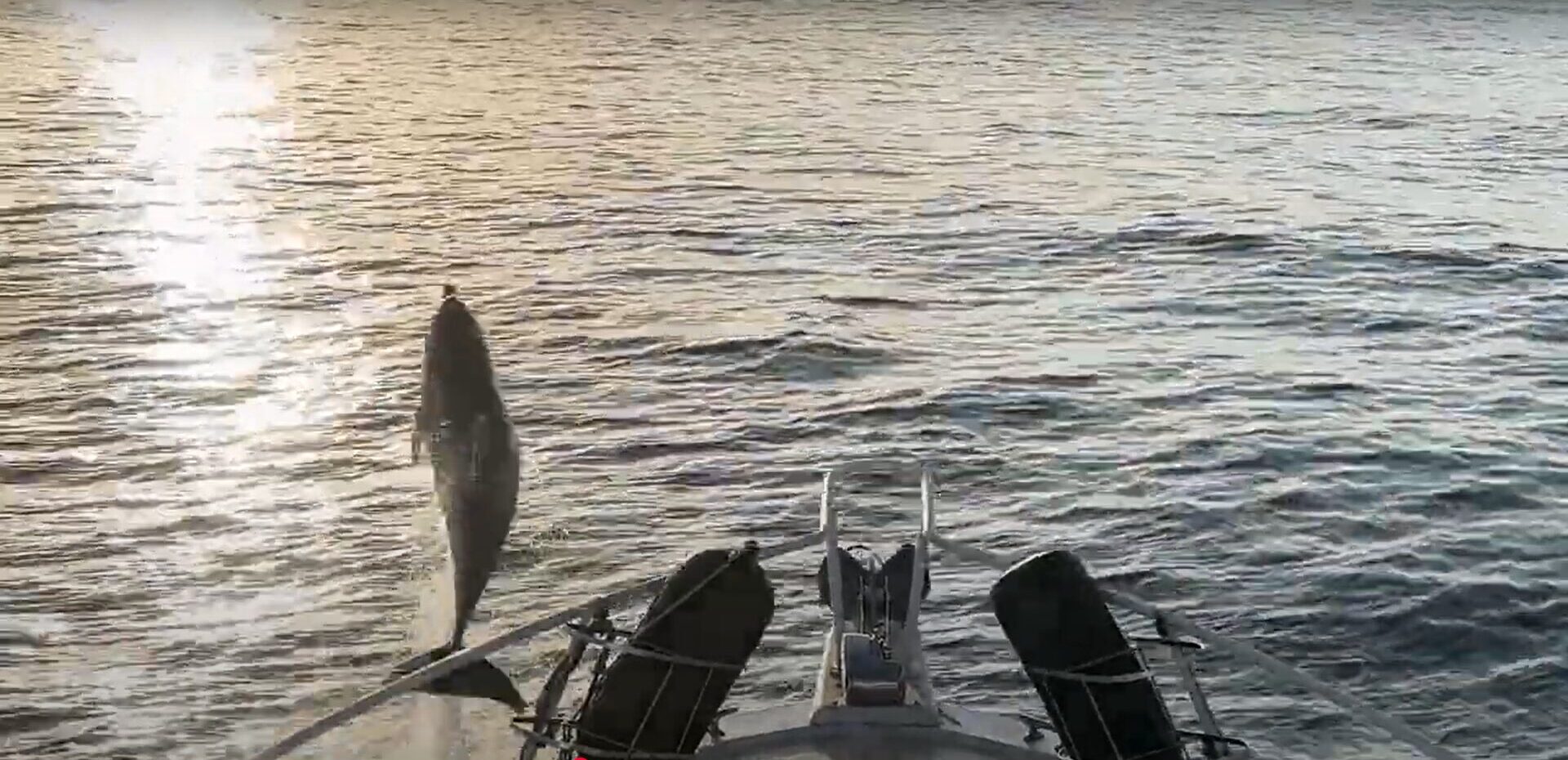 dolphin jumping in front of boat