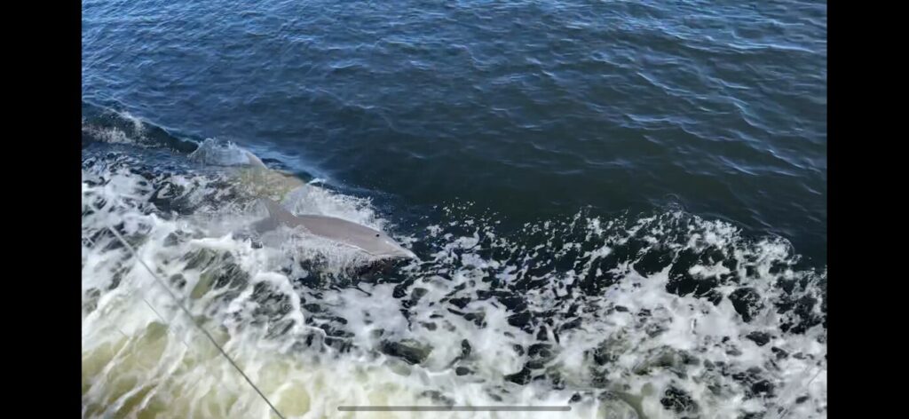 two dolphins in boat wake